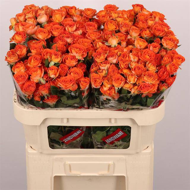 <h4>Rosa spray airya</h4>