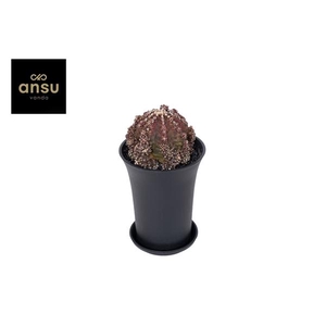 Gymno Cactus Godji T-Rex XL
