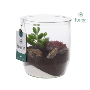 Glazen pot Dirk met Succulenten D15 H32