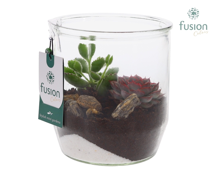<h4>Glazen pot Dirk met Succulenten D15 H32</h4>