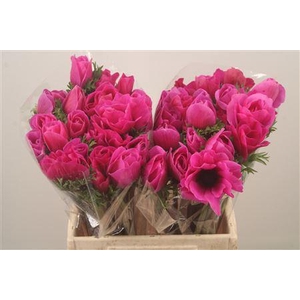 Anem Mistral Lila Super