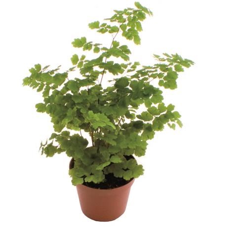 <h4>Adiantum raddi. 'Fritz-Luthi'</h4>