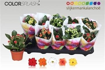 <h4>KAL GE GEM 5 KL</h4>