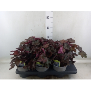Heuchera micrantha 'Palace Purple'