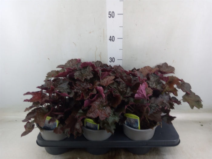 <h4>Heuchera micrantha 'Palace Purple'</h4>