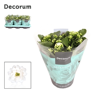 Kalanchoe Decorum - White