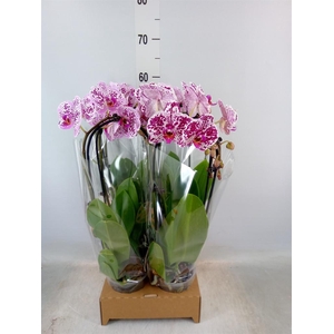 Phalaenopsis  'Elegant Cascade'