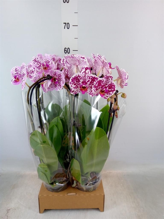 <h4>Phalaenopsis  'Elegant Cascade'</h4>