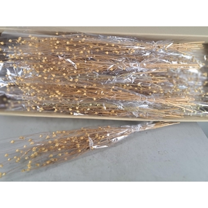 DF Cent Natural  Bs 70gr poly