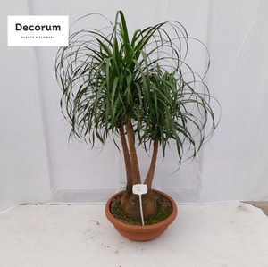 Beaucarnea vertakt op nummer 02