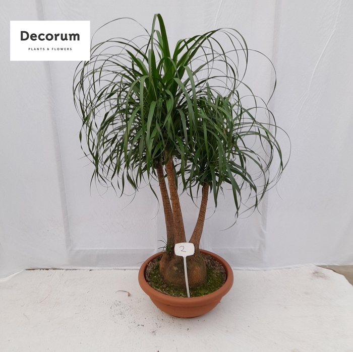 <h4>Beaucarnea vertakt op nummer 02</h4>