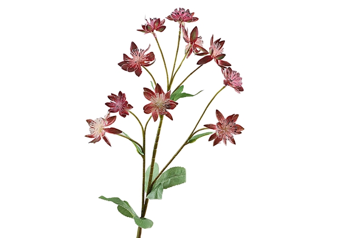 <h4>Astrantia Fuchsia</h4>