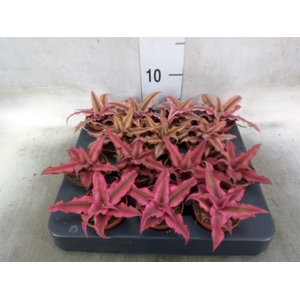 Cryptanthus   ...mix