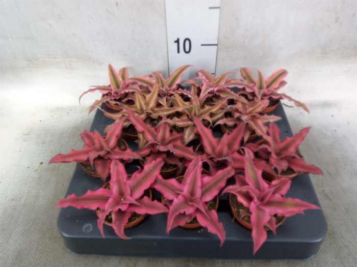 <h4>Cryptanthus   ...mix</h4>