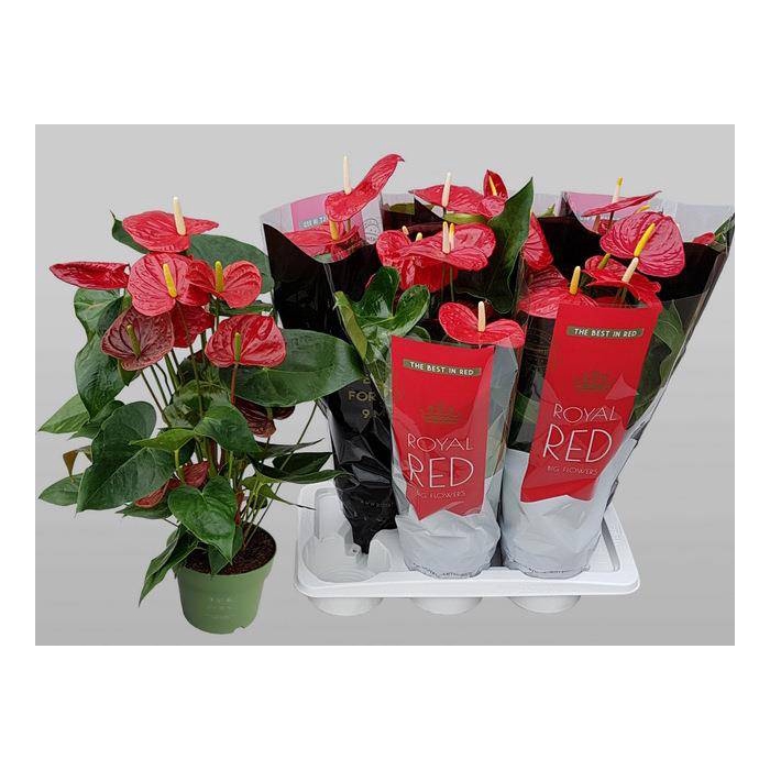 <h4>Anthurium Oklahoma 17Ø 70cm 6fl</h4>