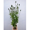 DIPSACUS XL