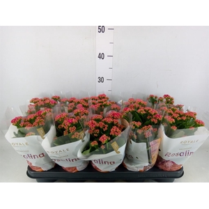 Kalanchoe blos. 'RosDon Victorio'