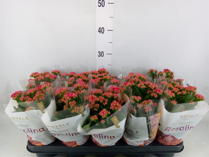 <h4>Kalanchoe blos. 'RosDon Victorio'</h4>