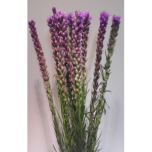 Liatris