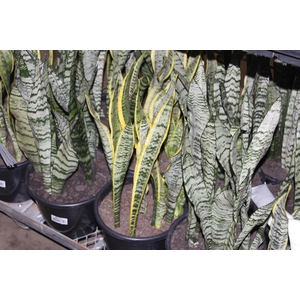 SANSEVIERIA VARIADO P24