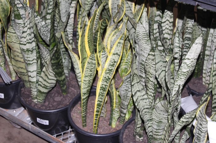 <h4>SANSEVIERIA VARIADO P24</h4>