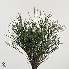 <h4>HEIDELBEER BQ 55 CM</h4>