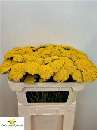 <h4>Achil F Park Variety</h4>