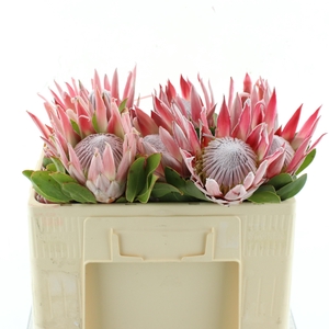 PROTEA CYNAROIDES