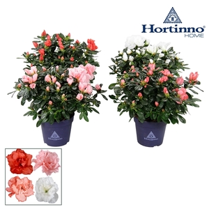 Hortinno® Home 'gemengd' 25 - 27 cm