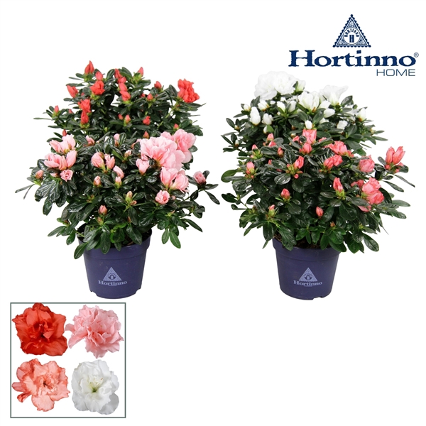 <h4>Hortinno® Home 'gemengd' 25 - 27 cm</h4>