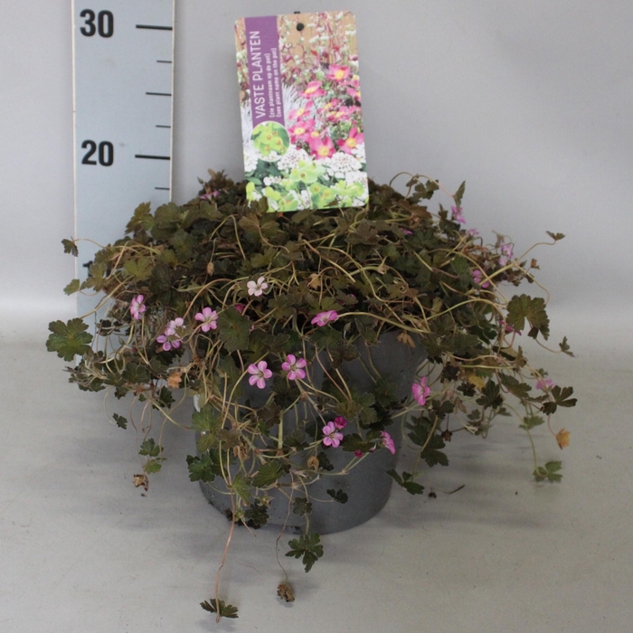 <h4>vaste planten 19 cm  Geranium Orkney Cherry*</h4>