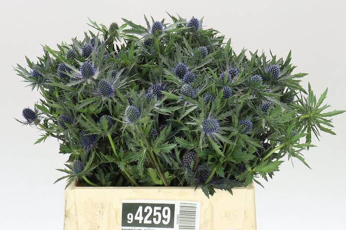 <h4>Eryngium Orion</h4>