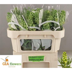 Fritillaria Ivory Bells