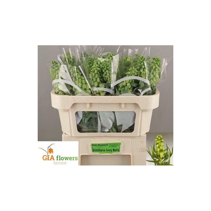 <h4>Fritillaria Ivory Bells</h4>