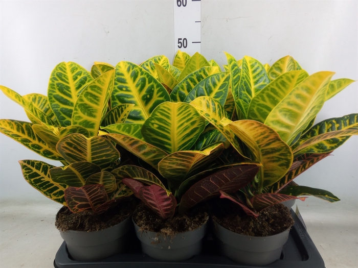 <h4>Codiaeum var. GR 'Petra'</h4>