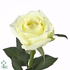 R Gr Parfum Vitality