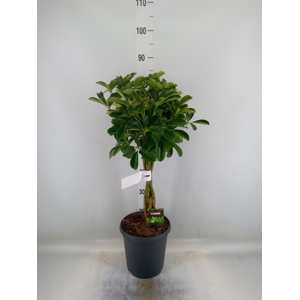 Schefflera arbor. 'Compacta'
