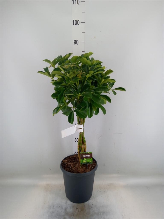 <h4>Schefflera arbor. 'Compacta'</h4>