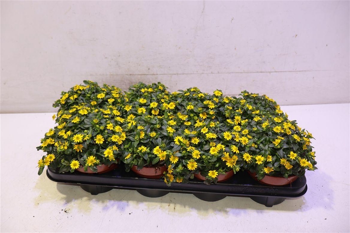 <h4>arr8 Sanv Yellow Beauty</h4>