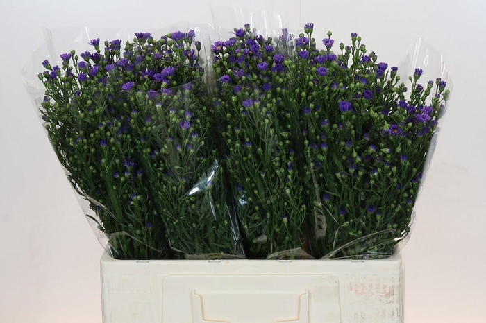 <h4>Aster Casamare</h4>