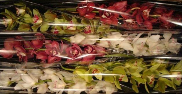 <h4>80 cm Kerst mix</h4>