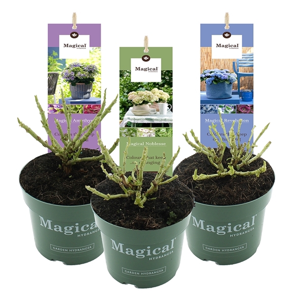 <h4>Hydrangea macr. Magical® MIX C2 (17cm.)</h4>