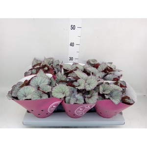 Begonia BD 'Hawaiian Silver'