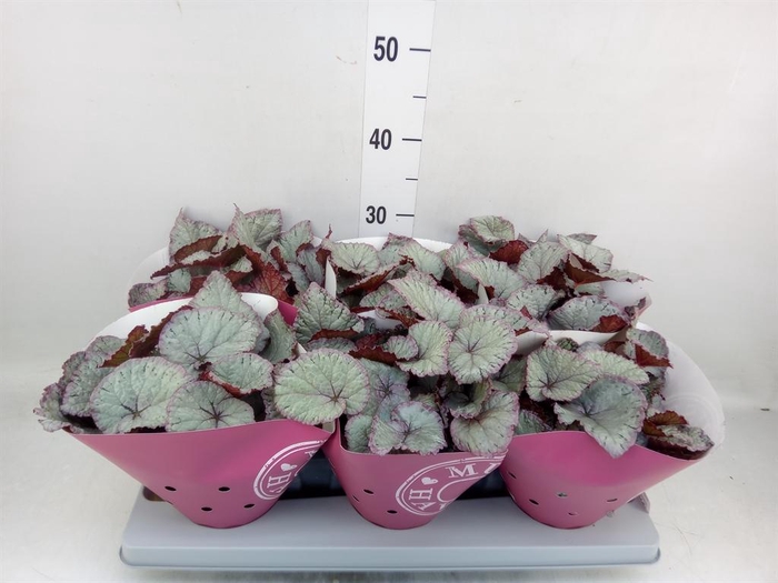 <h4>Begonia BD 'Hawaiian Silver'</h4>