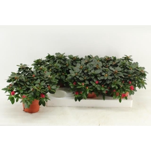 RHODO SI OTTO
