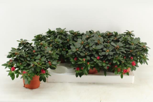 RHODO SI OTTO