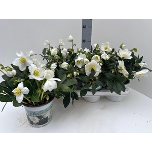 HELL NI HGC WINTERGO