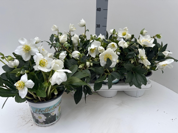 <h4>HELL NI HGC WINTERGO</h4>