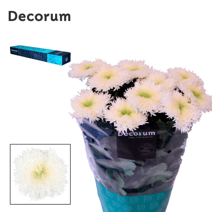 <h4>Chrysanthemum PL 'Etrusko White'</h4>
