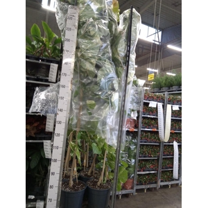 Planten Groen   ...L%